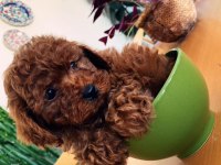 WC EĞİTİMLİ TOY POODLE YAVRULR ANKARA MAĞZAMZDA GÖRÜN
