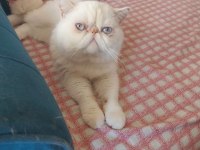Erkek exotic shorthair