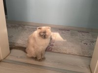 4 Yaşında Scottish Fold Kedimizi Ücretsiz Sahiplendirme