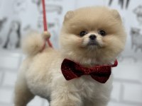 Teddy bear pomeranian boo efsane