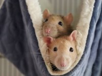 EVCİL PETLİK, EĞİTİME AÇIK RAT