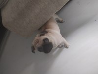 Pug köpek