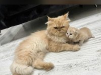 Chinchilla 1 Aylık Erkek