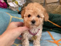 Teacup maltipoo bebekler