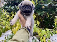 Birbirinden Sevimli ve Oyuncu Pug Yavrularım