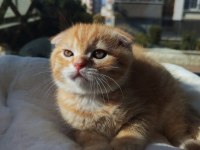 Kedimiz Bobi yeni evini arıyor