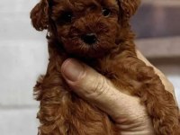 Teacup toy poodle yüzde yüz ırk ve sağlık garantili