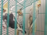 Sahibinden 3 adet sultan papağanı sahiplendirme