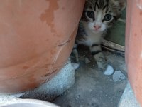 4 kardeş maviş göz kediler