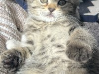 Yavru Scottish Fold Kedimiz