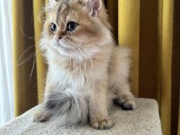 Golden yakışıklı british longhair