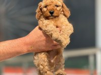 Teacup Maltipo Yavrularımız A Kalite