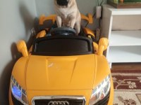 Pug mops 0 numara