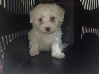 Sevimli bebek köpekler
