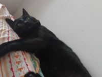 ACİL! Siyah Bir Pumaya (Kedi) arkadaş olur musunuz?