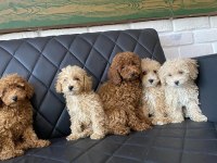 WC EĞİTİMLİ TOY POODLE YAVRULR ANKARA MAĞZAMZDA GÖRÜN