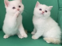 Safkan british shorthair bebeklerim
