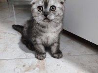 Scottish fold dişi 2 aylık