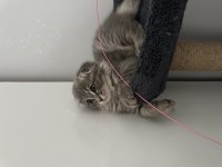 Scottish fold uzun tüylü kırık kulak 2 aylık