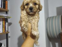 Maltipoo bebekler
