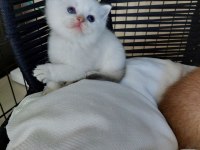 Safkan british shorthair secereli anne babadan full