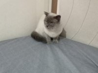 British longhair