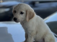 Golden Retriever Kızımıza Ömürlük Yuva Arıyoruz