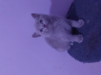 KALITE BIZDE GÜVEN BİZDE SHOWROOM CİNS KEDİLER