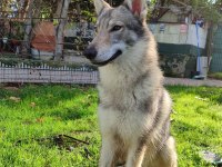 Czechoslovakian Wolfdog (Çekoslovak Kurdu)