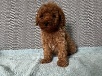 Minik pati poodle