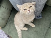 Ücretsiz sahiplendirme british shorthair