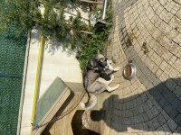 Sibirya kurdu husky orjinal dişi