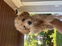 Dünya Tatlısı Apricot Toy Poodle