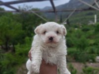 0 numara maltese terrier yavrumuz