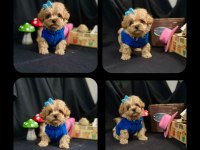 Maltipoo Bebekler Yeni Ailelerini Bekliyor