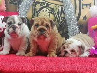 ÜST DÜZEY İNGİLİZ BULLDOG YAVRULAR