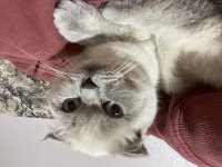 Bluepoint erkek british shorthair