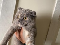 Scottish fold yeni yuvasını arıyor