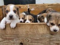 Beagle yavrularımız ırk garantilidir