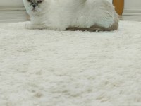 beyaz scottish fold prenses
