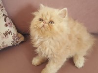 EGZOTİK SARI ŞEKER İRAN KEDİSİ