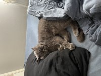 4 yaşında erkek british shorthair