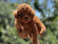 Kore Poodle Yavru Baby Face