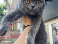 British Shorthair Dişi 4 Aylık Mamaya Sahiplendirilecek