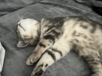 British shorthair yavrular