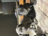 Erkek Disi Yavru Cane Corso