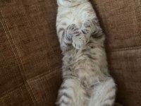 Scottish Fold Kedimiz Sahiplendirilecektir