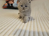 BRITISH SHORTHAIR SCHOTTISH FOLD EVDE YETİŞEN 11 YAVRULAR