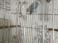 Cennet sevda papağanı vardır