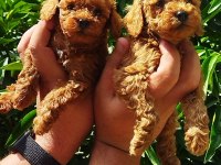 Toy poodle